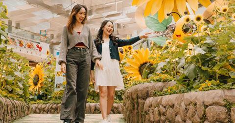 Changi Airport enhances traveller experience with world’s largest sunflower display at an airport